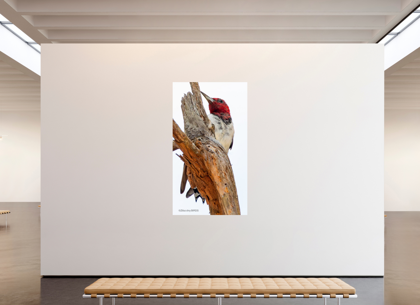 45 x 80″, Photo Print On Fuji Crystal DP II Zillas Zoom Image 439