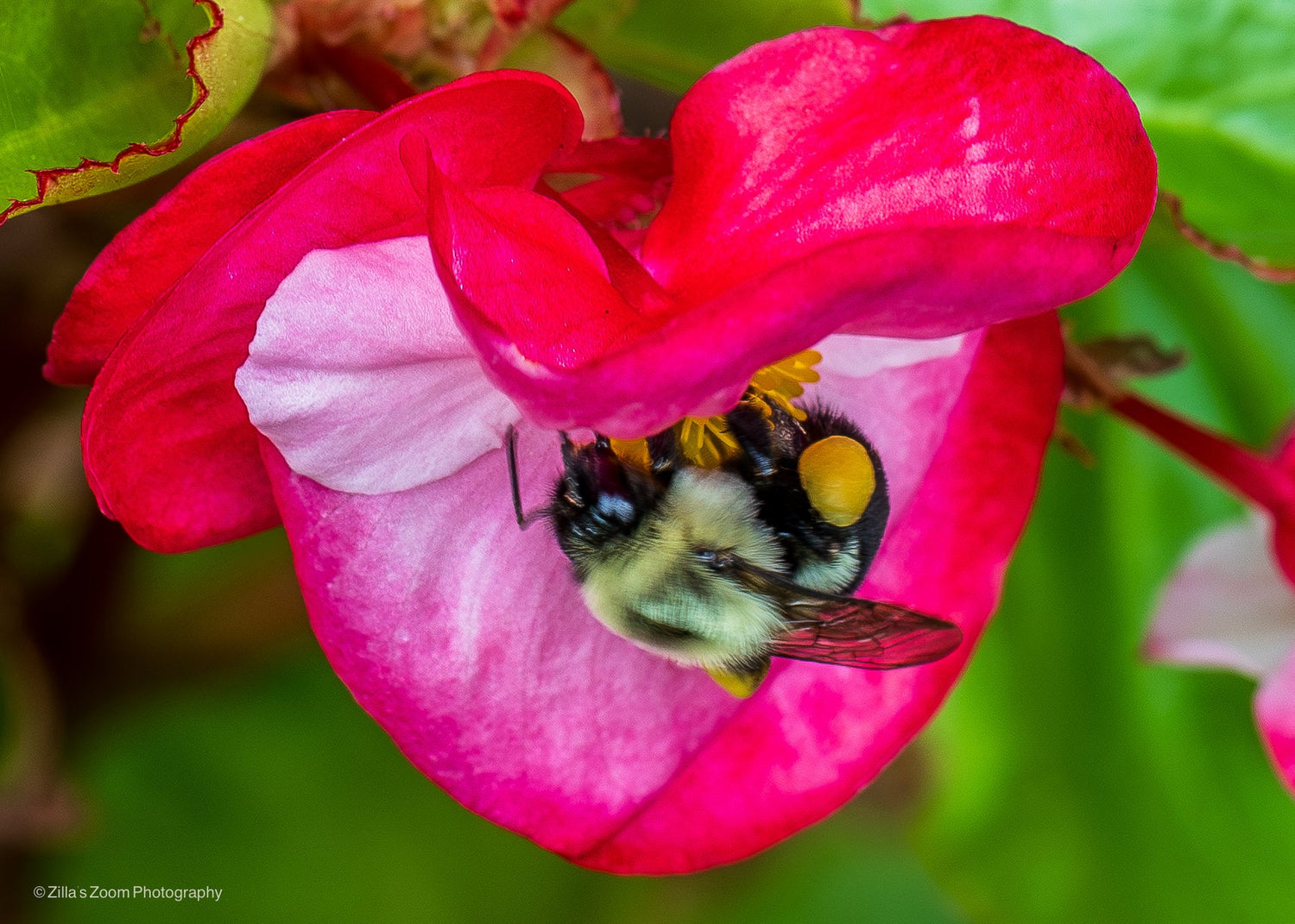 PLANTS INSECTS