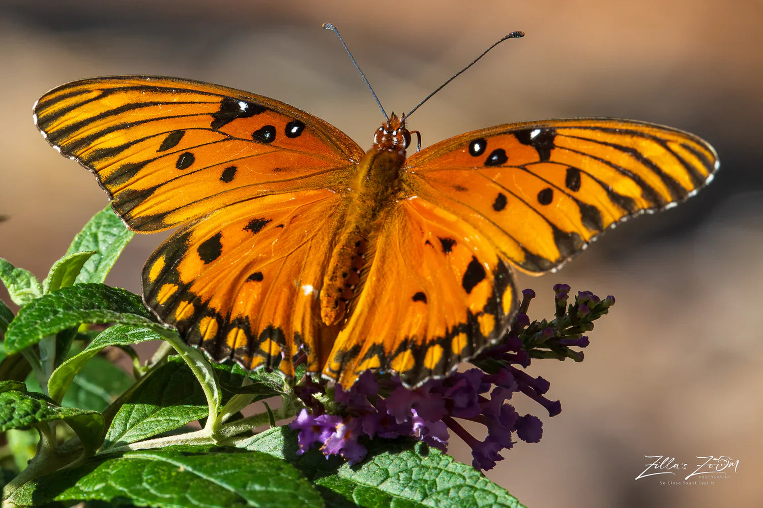 BUTTERFLYS
