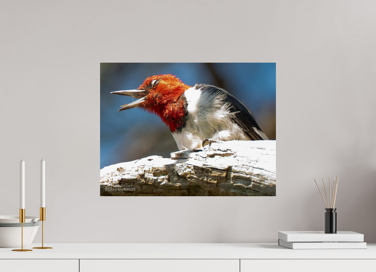 21 x 16″, Photo Print On Fuji Crystal DP II Zillas Zoom Image 269
