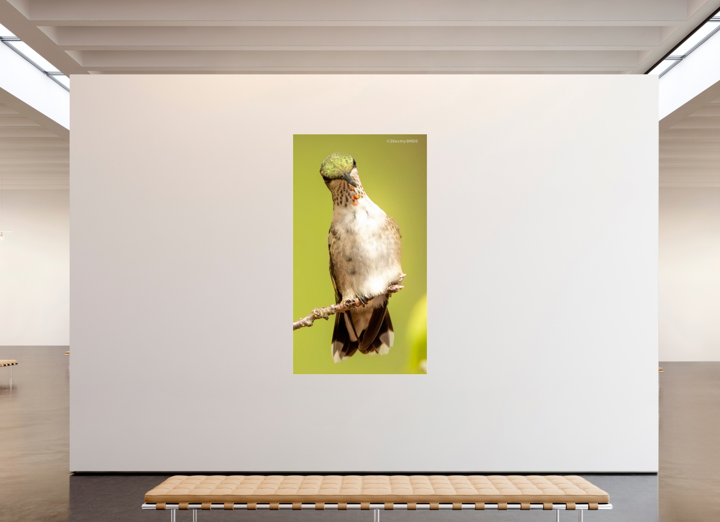 47 x 84.3″, Photo Print Under Acrylic Glass Zillas Zoom Image 444