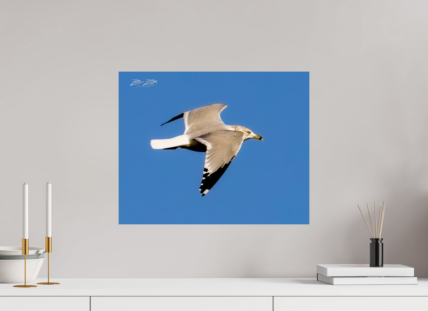 20 x 16″, Photo Print On Fuji Crystal DP II Zillas Zoom Image 266