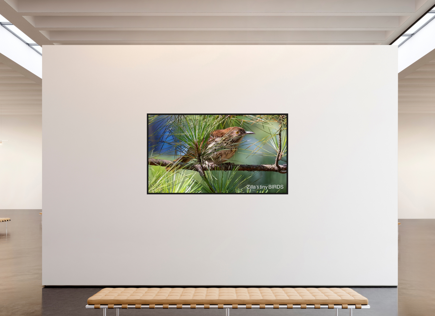 80 x 45″, Floater Frame Zillas Zoom Image 379