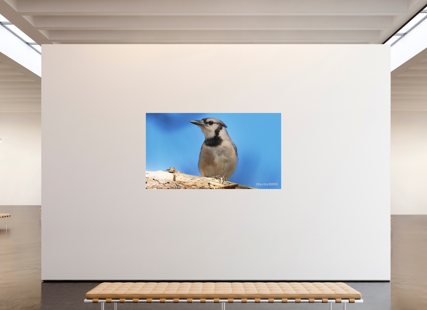 80 x 45″, Photo Print Under Acrylic Glass Zillas Zoom Image 384