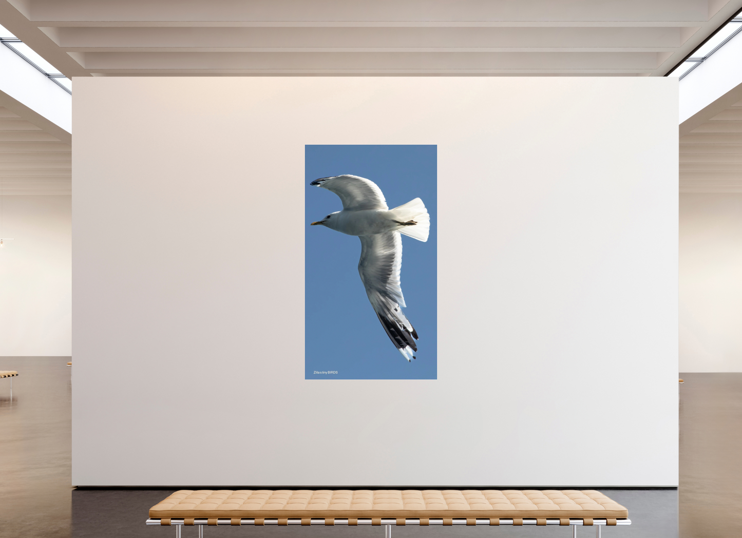 45 x 80″, Photo Print Under Acrylic Glass Zillas Zoom Image 465