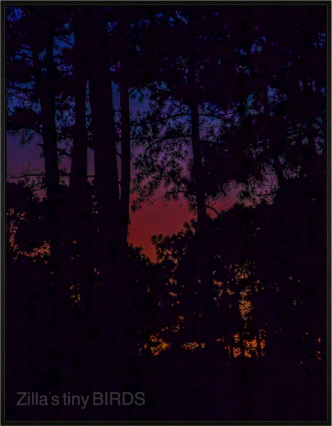 Main image Zillas Zoom Image 85