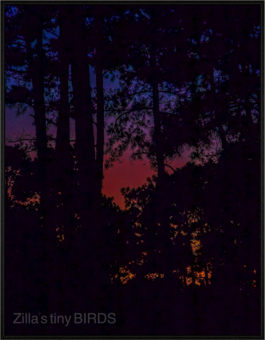 Main image Zillas Zoom Image 85