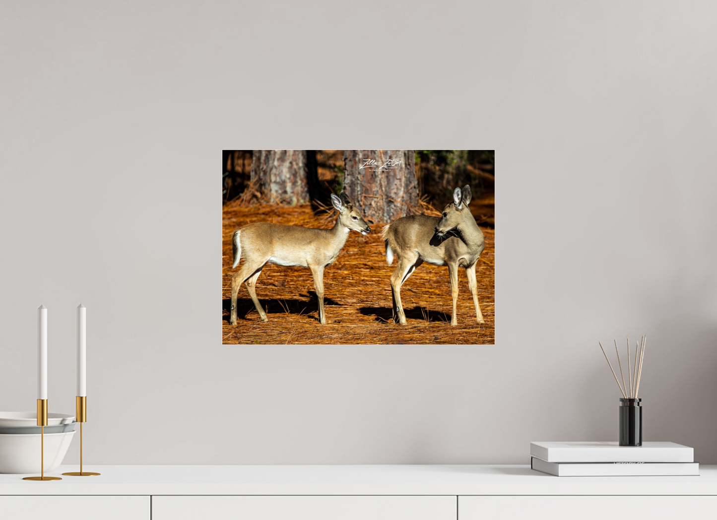 16.8 x 12″, Photo Print Under Acrylic Glass Zillas zoom image 143