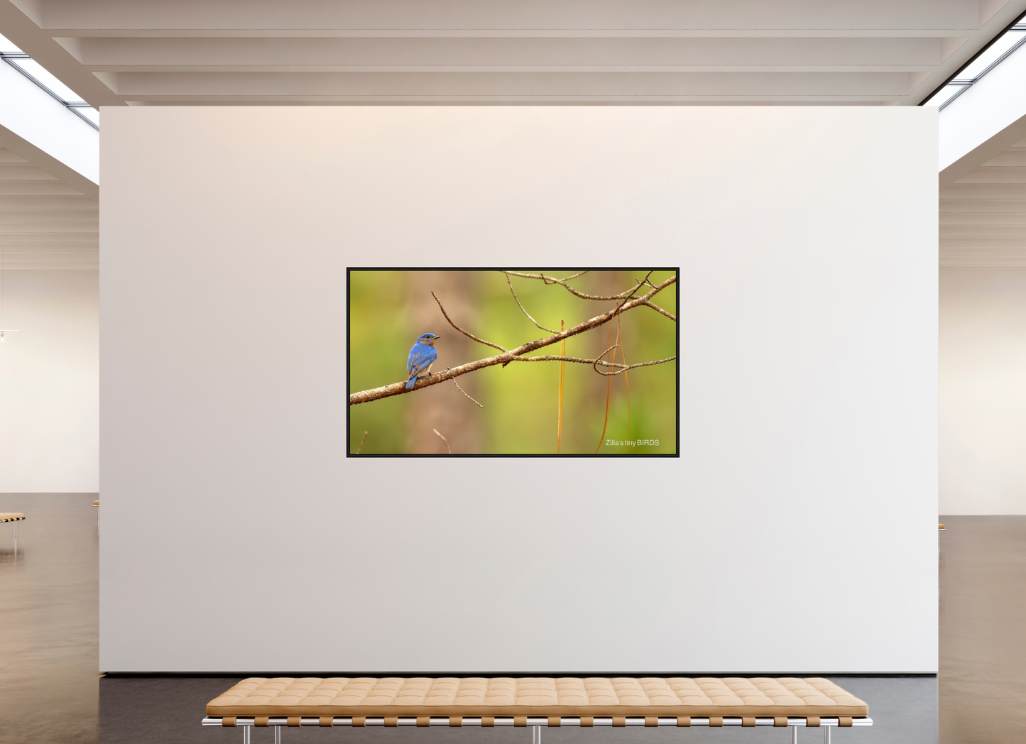 80 x 45″, Floater Frame Zillas Zoom Image 382