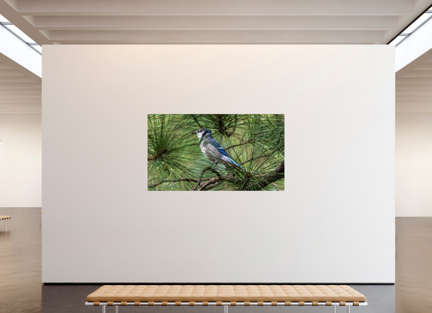 80 x 45″, Photo Print Under Acrylic Glass Zillas Zoom Image 344