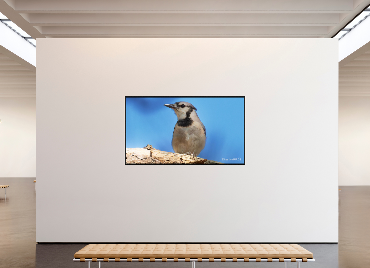 80 x 45″, Floater Frame Zillas Zoom Image 384