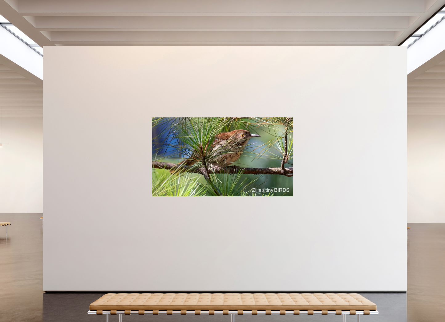 80 x 45″, Photo Print On Fuji Crystal DP II Zillas Zoom Image 379