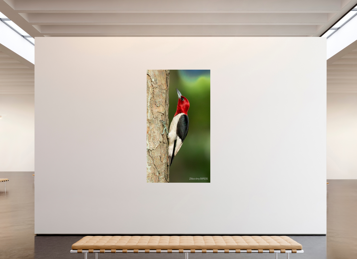 45 x 80″, Photo Print Under Acrylic Glass Zillas Zoom Image 492