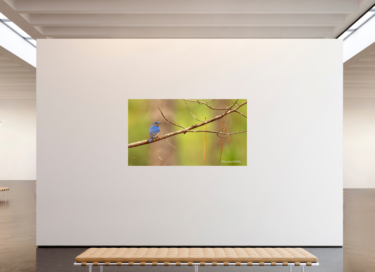 80 x 45″, Photo Print Under Acrylic Glass Zillas Zoom Image 382