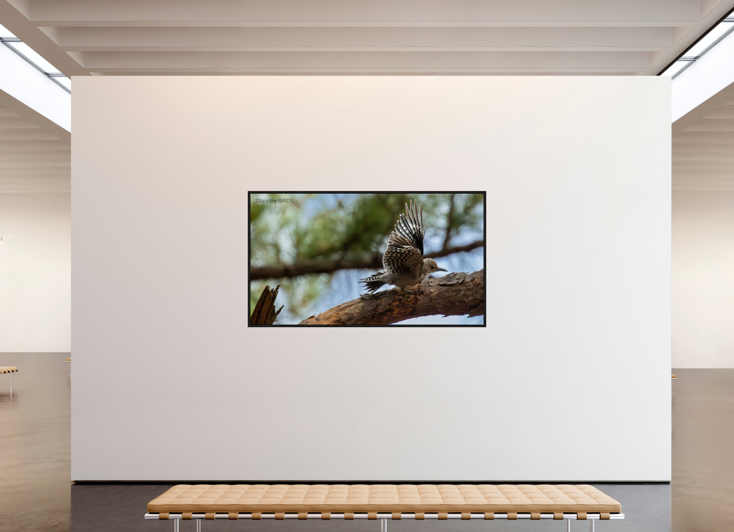 80 x 45″, Floater Frame Zillas Zoom Image 388