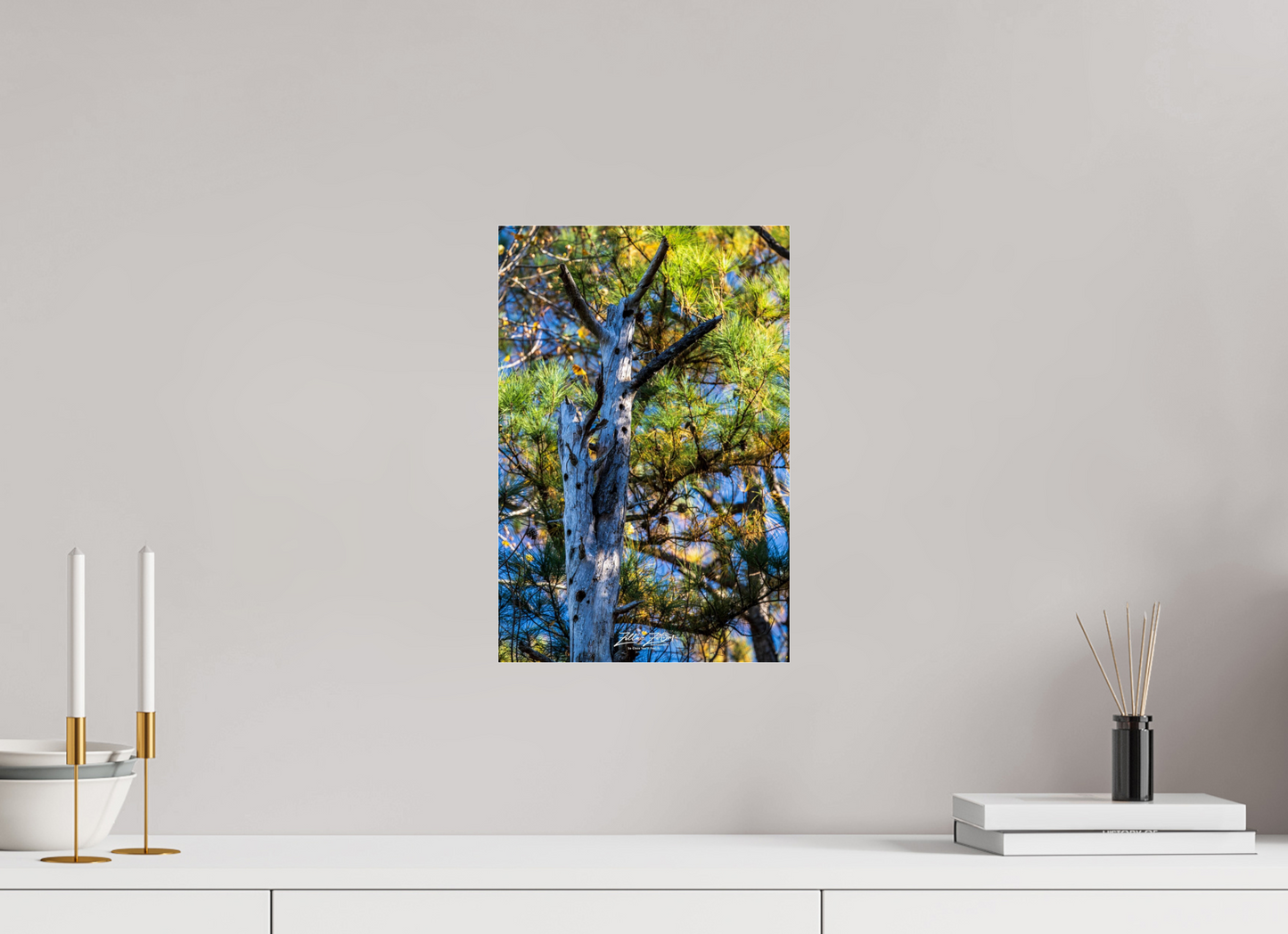 10 x 15″, Photo Print Under Acrylic Glass Zillas Zoom Image 252