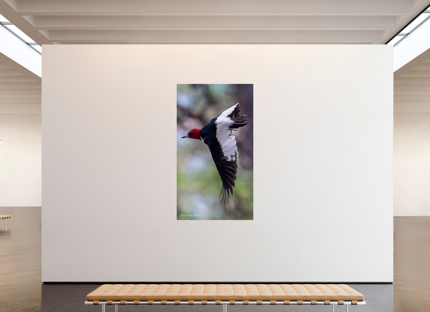 45 x 80″, Photo Print Under Acrylic Glass Zillas Zoom Image 482