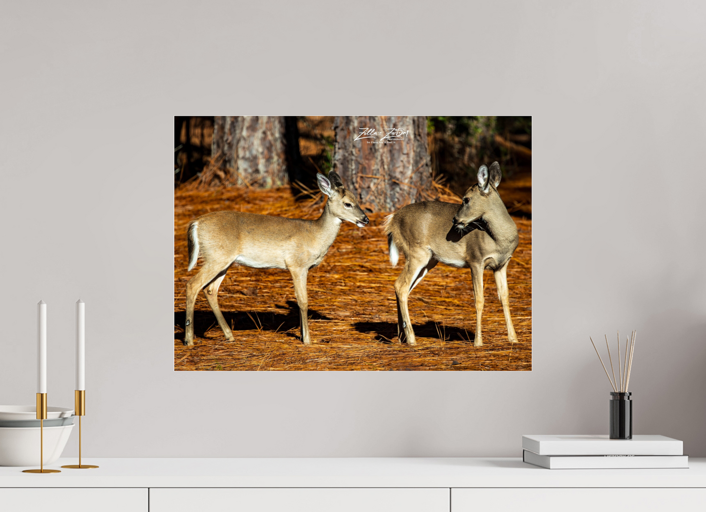 22.4 x 16″, Photo Print Under Acrylic Glass Zillas zoom image 143