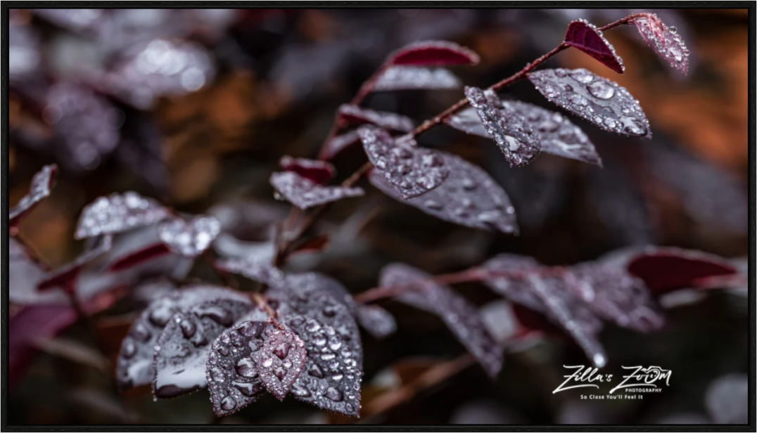 Main image Zillas Zoom Image 88