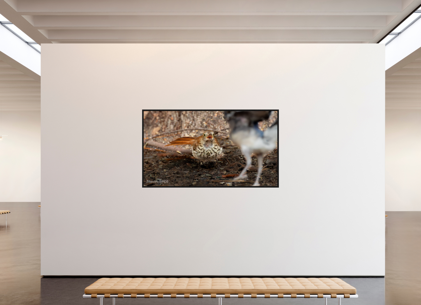 80 x 45″, Floater Frame Zillas Zoom Image 383