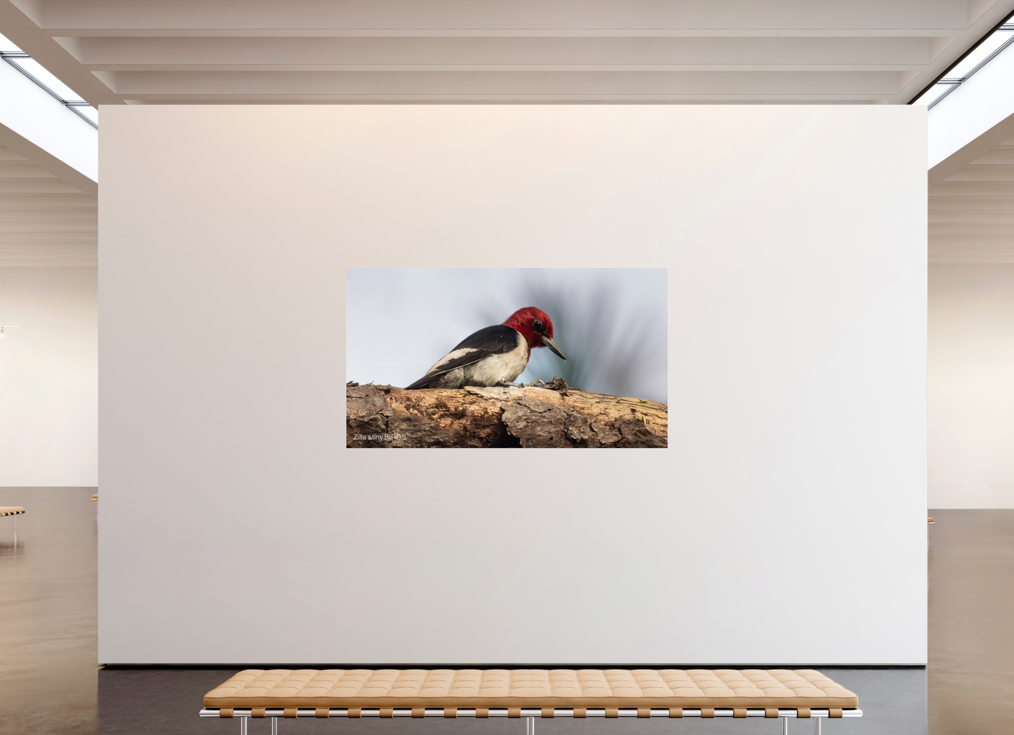 80 x 45″, Photo Print Under Acrylic Glass Zillas Zoom Image 391