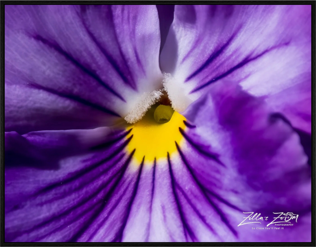 Main image Zillas Zoom Image 105