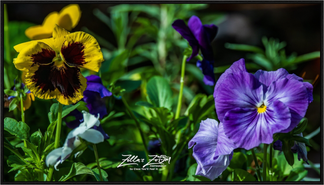 Main image Zillas Zoom Image 91