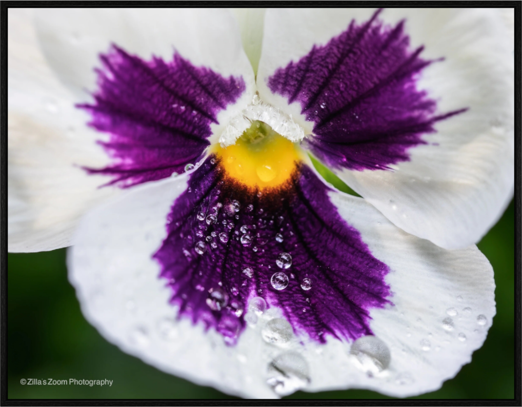 Main image Zillas Zoom Image 98