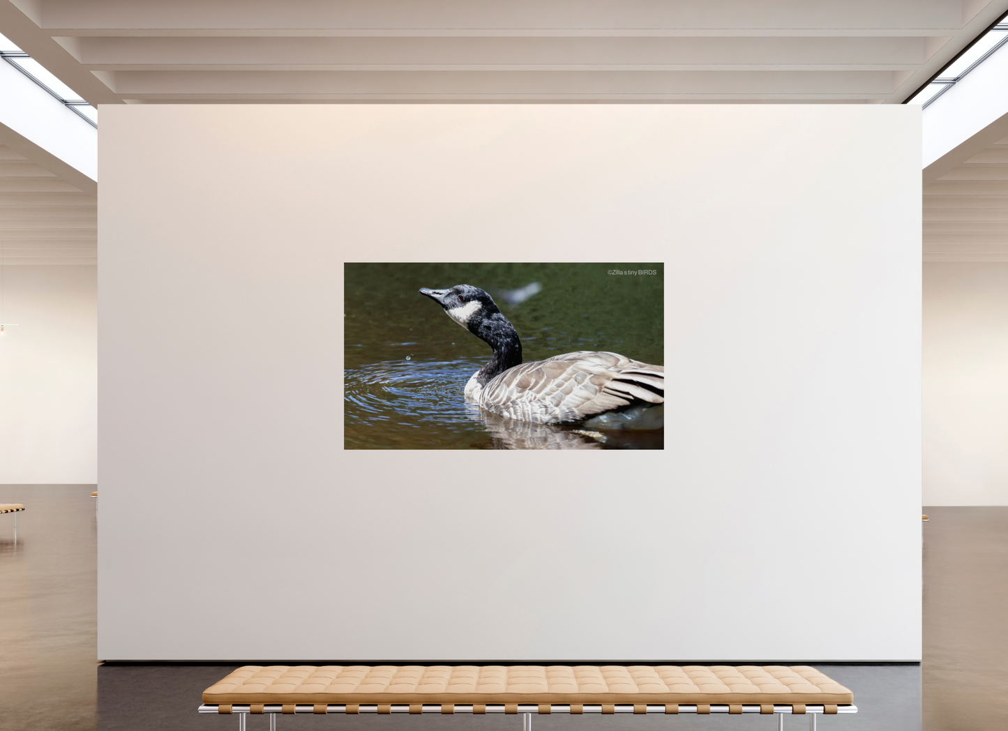 80.4 x 47″, Photo Print On Fuji Crystal DP II Zillas Zoom Image 315