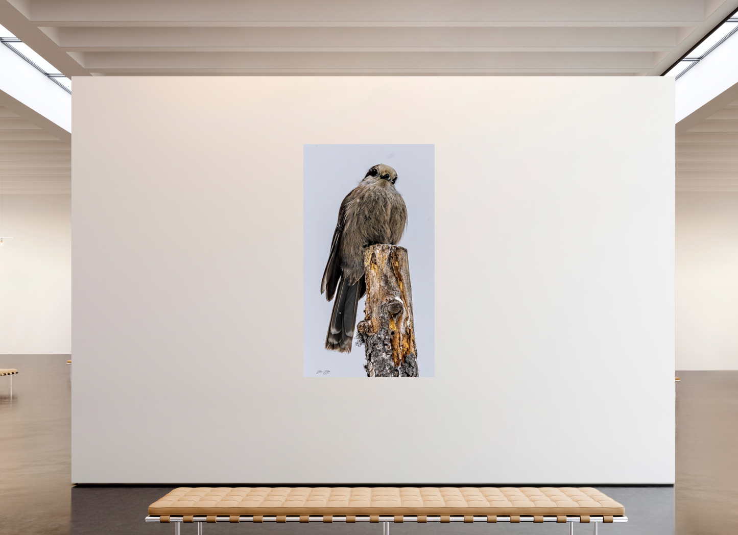 45 x 80″, Photo Print On Fuji Crystal DP II Zillas Zoom Image 464